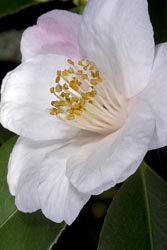 camellia japonica x cuspidata thumbnail graphic